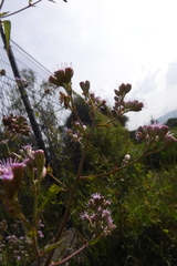 Fleischmannia pycnocephala