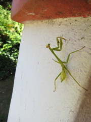 Stagmatoptera