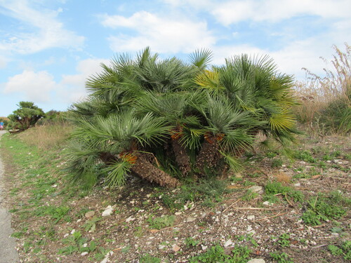 Chamaerops humilis