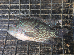 Herichthys carpintis