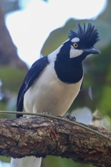 Cyanocorax dickeyi