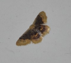 Idaea scintillularia