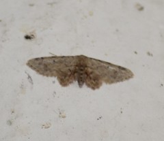 Idaea pervertipennis