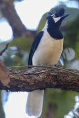 Cyanocorax dickeyi