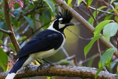 Cyanocorax dickeyi