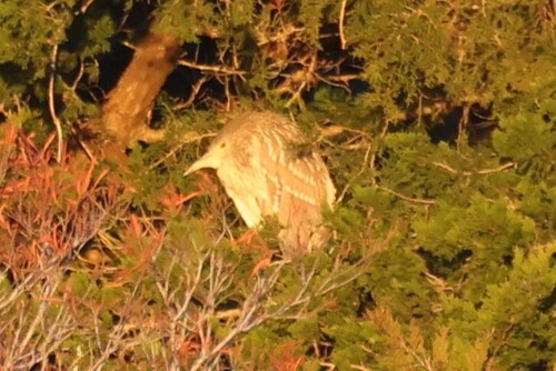 Black-crowned Night Heron photographed in Virginia