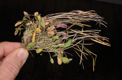 Cardamine dimidia