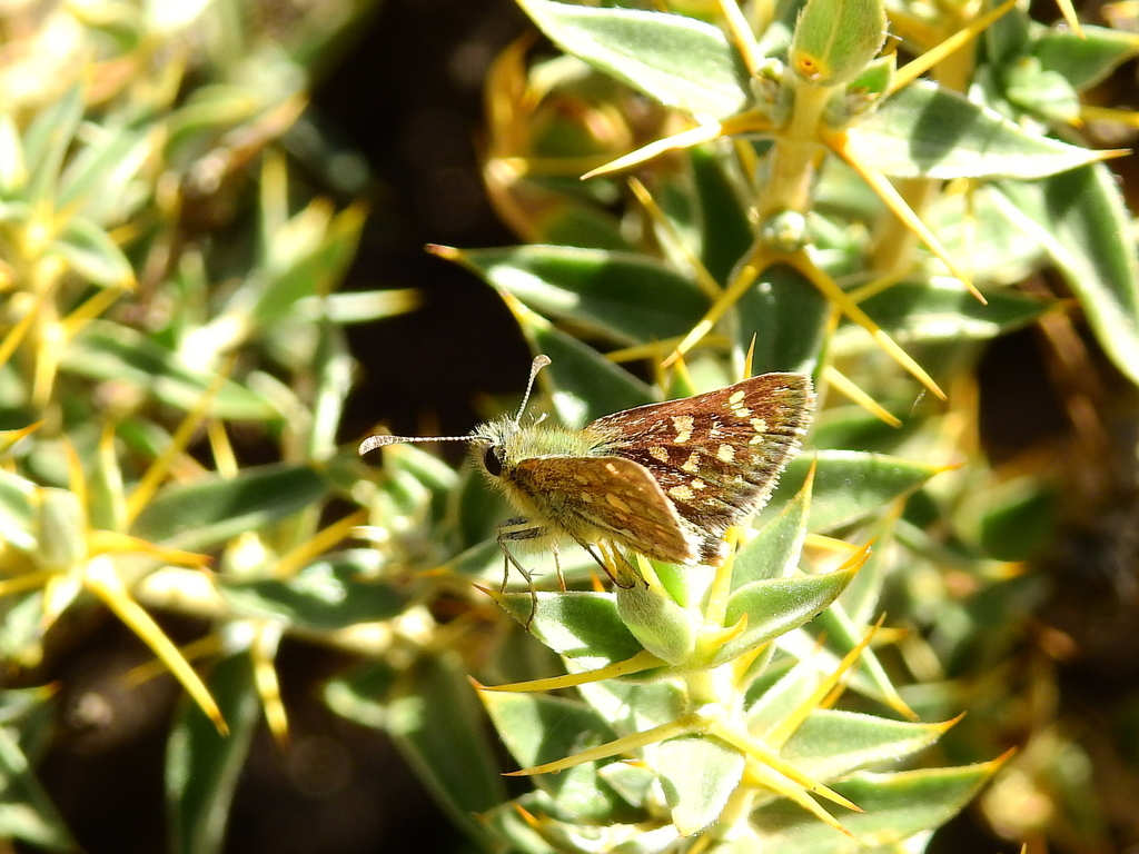Butleria elwesi