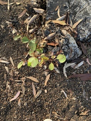 Trianthema portulacastrum