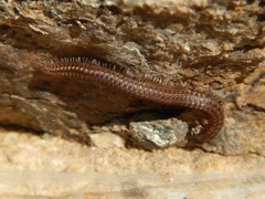 Tynommatidae