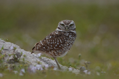 Athene cunicularia floridana