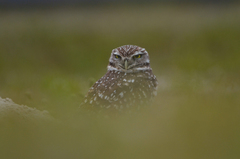 Athene cunicularia floridana