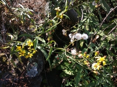 Senecio prionopterus