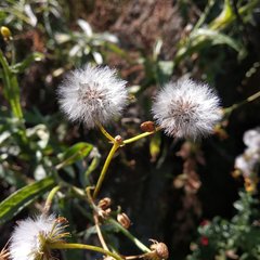 Senecio prionopterus