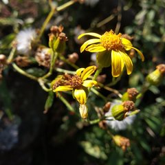 Senecio prionopterus