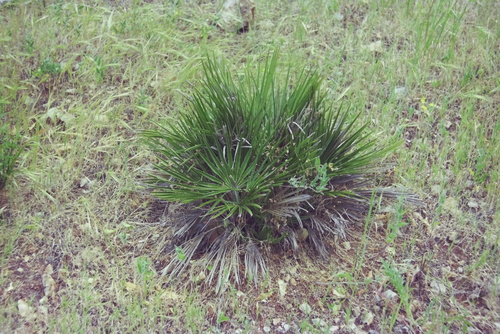 Chamaerops humilis