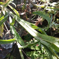 Senecio prionopterus