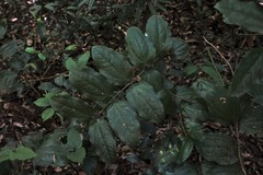 Ripogonum discolor