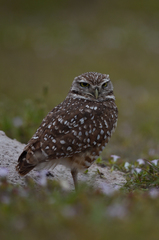 Athene cunicularia floridana