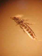 Columbicola columbae