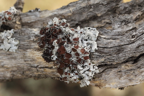 iNaturalist observation photo of Fringed Shield Lichen