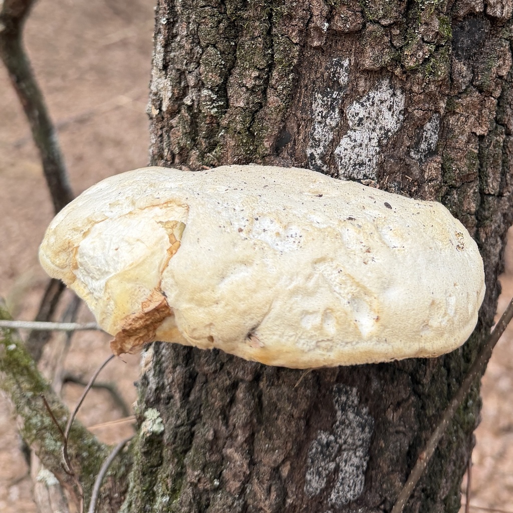 Somion unicolor