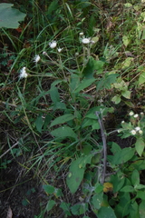 Archibaccharis auriculata