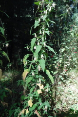 Brickellia nutanticeps