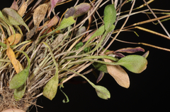 Cardamine dimidia