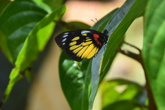 Delias henningia