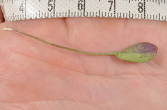 Cardamine dimidia