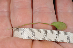 Cardamine dimidia