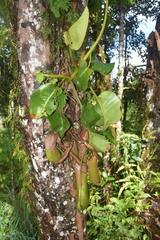 Nepenthes truncata