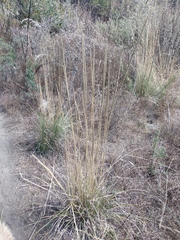 Muhlenbergia macroura