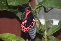 Papilio rumanzovia