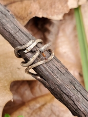 Liometopum occidentale