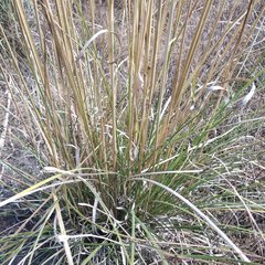 Muhlenbergia macroura
