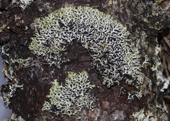 Hypogymnia incurvoides