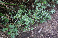 Oxylobus arbutifolius