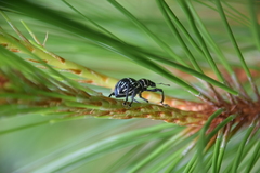 Metapocyrtus lanusinus
