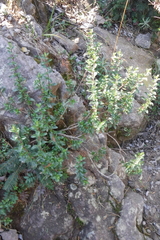 Oxylobus arbutifolius