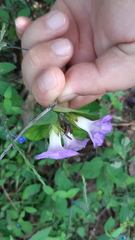 Ipomoea meyeri