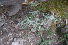 Gnaphaliothamnus salicifolius