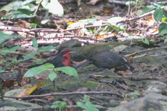 Rhodinocichla rosea