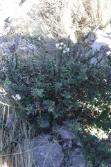 Oxylobus arbutifolius