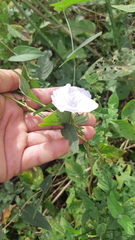 Ipomoea puncticulata