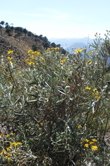 Senecio mairetianus