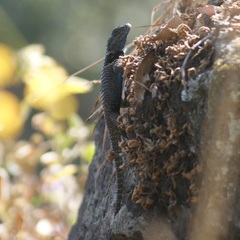 Sceloporus mucronatus