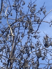 Styphnolobium affine