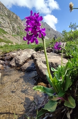 author not stated, no rights reserved Primula nivalis, photograph author not stated, no rights reserved